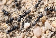 Aggressive Ameisenart im Saarland nachgewiesen — bei Verdacht schnelles Handeln nötig