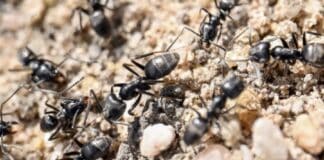 Aggressive Ameisenart im Saarland nachgewiesen — bei Verdacht schnelles Handeln nötig