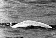 Wal auf Abwegen: Vor 60 Jahren schwamm Moby Dick im Rhein