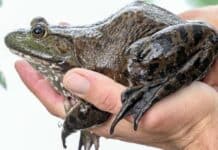 7.000 Tiere erschossen: Was die Jagd auf Ochsenfrösche in RLP bringt