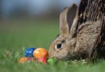 ++ Region: Viel Wind an Ostersonntag — Sonnig ab Ostermontag ++