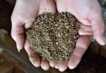 BASF modernisiert Saatgutaufbereitung — wachsende Nachfrage nach Gemüsesaatgut