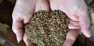 BASF modernisiert Saatgutaufbereitung — wachsende Nachfrage nach Gemüsesaatgut