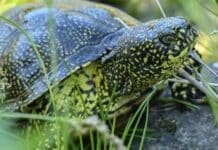 Forscher aus RLP: Neandertaler jagten gezielt Schildkröten — Panzer als Schöpflöffel?