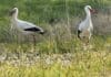 Störche in RLP & Saarland: Brutzeit hat begonnen — Wie entwickeln sie die Populationen?