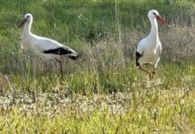Störche in RLP & Saarland: Brutzeit hat begonnen — Wie entwickeln sie die Populationen?
