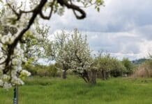 „Hotspots der Artenvielfalt“: Streuobstwiesen in RLP bieten vielen Tieren Lebensraum