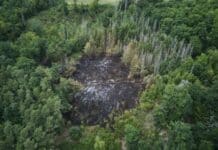 Frühling bringt Waldbrandgefahr nach RLP — weggeworfene Zigarette genügt