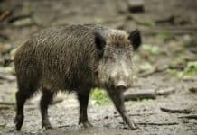 40 Jahre nach Tschernobyl: Wildschweinfleisch aus RLP inzwischen unbedenklich