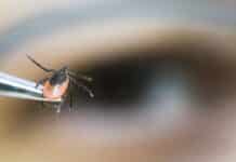 Zecken in RLP zunehmend ganzjährig aktiv — STIKO empfiehlt Impfung