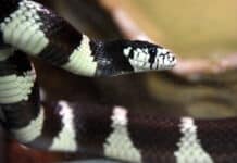 Tier auf Abwegen: Exotische Schlange ruft Polizei auf den Plan