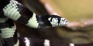 Tier auf Abwegen: Exotische Schlange ruft Polizei auf den Plan