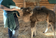 Tierisch süß und noch an der Flasche: Trampeltier-Baby im Neunkircher Zoo geboren