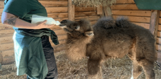 Tierisch süß und noch an der Flasche: Trampeltier-Baby im Neunkircher Zoo geboren