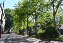 RLP-Forschungsprojekt: Bäume für die Stadt von morgen gesucht