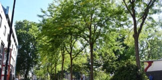 RLP-Forschungsprojekt: Bäume für die Stadt von morgen gesucht