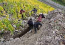 Trockenmauerbau aus der Moselregion auf dem Weg zum Immateriellen Kulturerbe