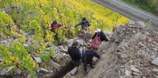 Trockenmauerbau aus der Moselregion auf dem Weg zum Immateriellen Kulturerbe