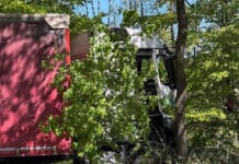 Sattelzug fährt in Dickicht – Bewusstloser Fahrer reanimiert