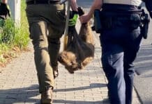 Tierischer Einsatz: Polizei und Jäger retten Wildschwein aus Schulzaun