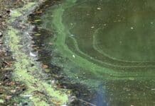 Erhöhte Blaualgenwerte in Rheinland-Pfalz: Diese Badeseen sind betroffen