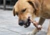 Hund durch Fleischspieß schwerverletzt: Urteil des AG Trier über Schadensersatz