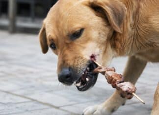Hund durch Fleischspieß schwerverletzt: Urteil des AG Trier über Schadensersatz