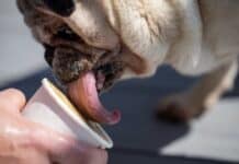 Ein Hundeeis, bitte! Eis für Vierbeiner in Trier und Birkenfeld