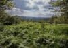 Nationalpark Hunsrück-Hochwald schon zu 66 Prozent wild – Natur Natur sein lassen