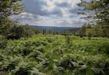 Nationalpark Hunsrück-Hochwald schon zu 66 Prozent wild – Natur Natur sein lassen