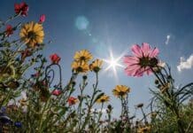 Region: Sonniges Pfingstwochenende mit über 30 Grad – sonntags Gewitter möglich