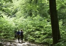 Geschwächte Bäume: Warum es derzeit im Wald besonders viel Blütenstaub gibt