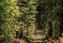 Waldjugendspiele: Forstamt Bitburg empfängt über 500 Drittklässler im Königswäldchen