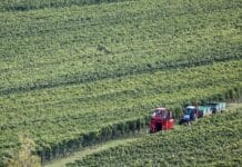 Steigende Kosten drücken Winzer-Löhne trotz harter Arbeit