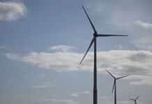 Verbände sehen Windkraftausbau in RLP gefährdet – Stoppt die Feldermaus Windräder?