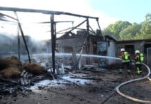 Großbrand auf Geflügelhof: Rettung für 2.000 Hennen läuft