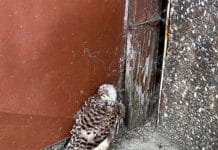 Aus Nest gefallen – Polizei rettet Turmfalken