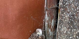 Aus Nest gefallen – Polizei rettet Turmfalken
