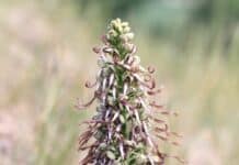 Einzigartige Pflanzenvielfalt: Geschützte Orchideen im Naturpark Südeifel