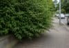Stadt Bitburg appelliert: Hecken an Gehwegen und Straßen schneiden