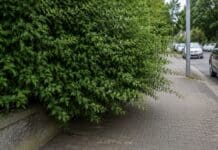 Stadt Bitburg appelliert: Hecken an Gehwegen und Straßen schneiden