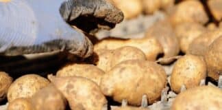 Vom Acker auf den Teller: Rheinland-Pfalz gräbt den Sommer aus