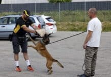 Saarburg: Postzusteller üben bei Hundetraining den Ernstfall