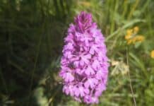 „Eldorado“ für Orchideen: Schutzgebiet Perfeist bei Wasserliesch ist seltener Arten
