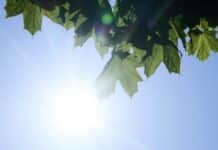 Hitzesommer in der Region: Mittwoch bis zu 39 Grad – kein Regen ins Sicht