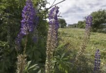 Ökologische Gefahr? Invasive Stauden-Lupine breitet sich in der Eifel aus
