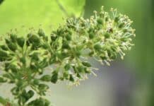 Weinblüte in warmen Lagen besonders früh – Lesebeginn bereits im August
