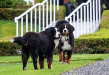 11-Jähriger von Hund schwer verletzt – Welche Regeln gelten für Halter?