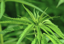 Cannabis-Anbau in Deutschland legal – aber wie funktioniert es eigentlich?