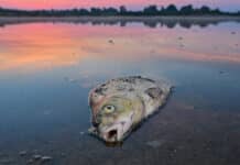 Sauerstoffgehalt kritisch: Fischsterben in der Mosel droht